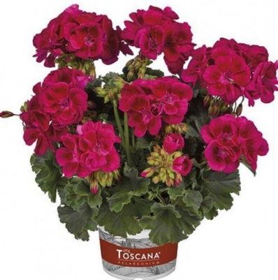 Pelargonium Dolce Vita Mia purple eye