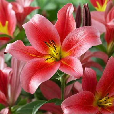 Lilium Kiss of Fire