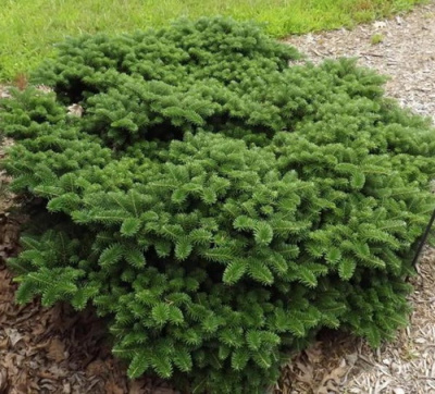 Abies koreana Tundra