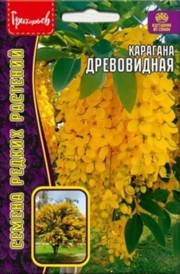 Карагана Древовидная