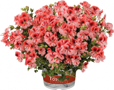 Pelargonium crispum Toscana Florella Salmon