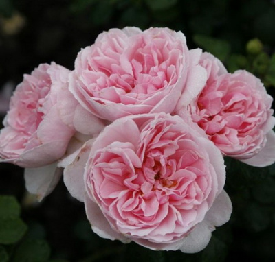 Rosa Cinderella