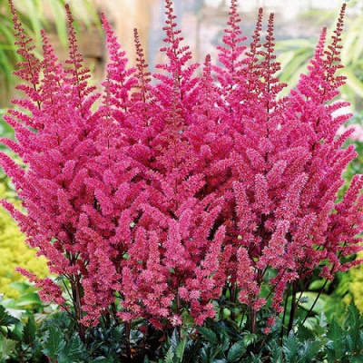 Astilbe Maggie Daley