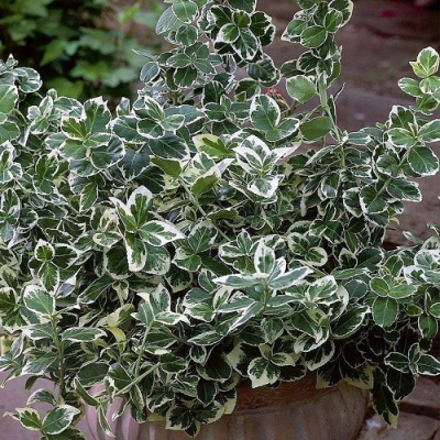 Euonymus fortunei Emerald Gaiety