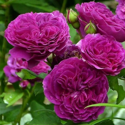 Rosa Purple Lodge