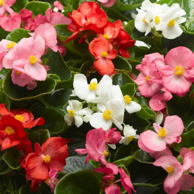 Begonia_Ambassador