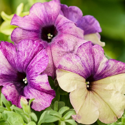 Petunia Shake Blueberry