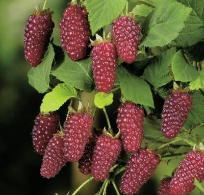 Rubus 'Buckingham Tayberry'