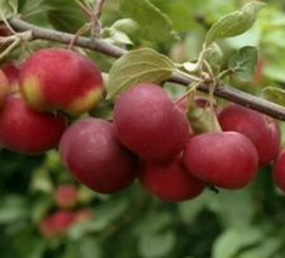 Яблоня Доктор Куновский
