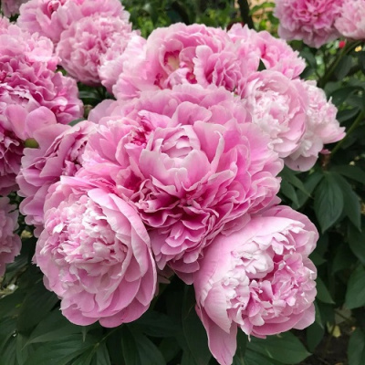 Paeonia Pink Parfait_1