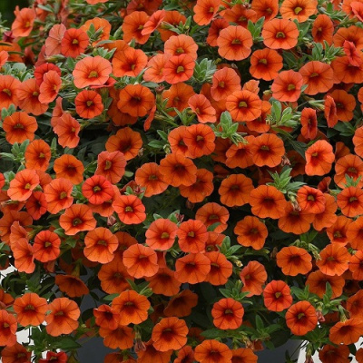 Kali Orange