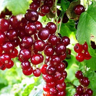 uralskii-suvenir