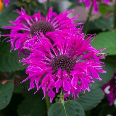 Monarda Bee-Free