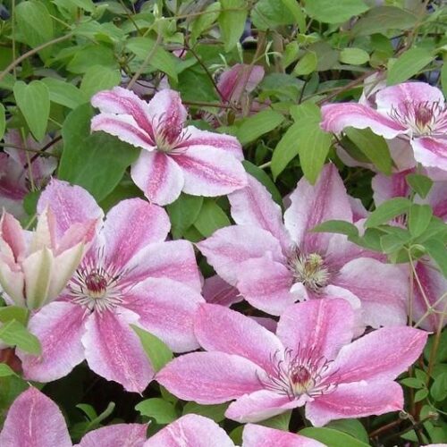 Clematis Darius_2