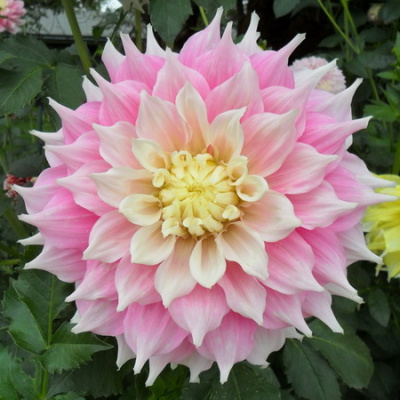 Dahlia Gitts Perfection
