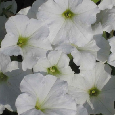 Петуния Mambo White