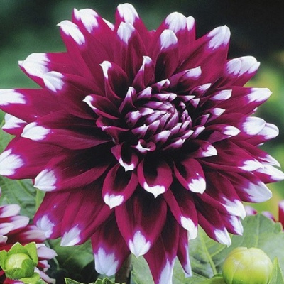 Dahlia Mistery Day