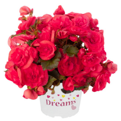 Begonia elatior Solenia Dark Pink