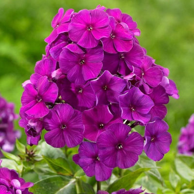 Phlox paniculata Nicky