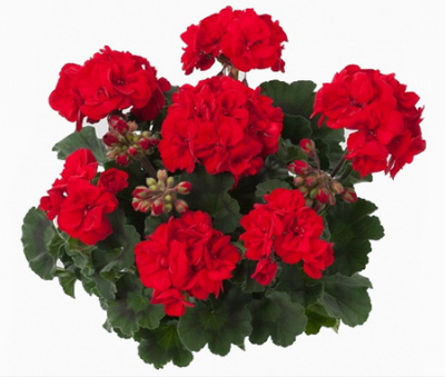 Pelargonium zonale Toscana Magnus