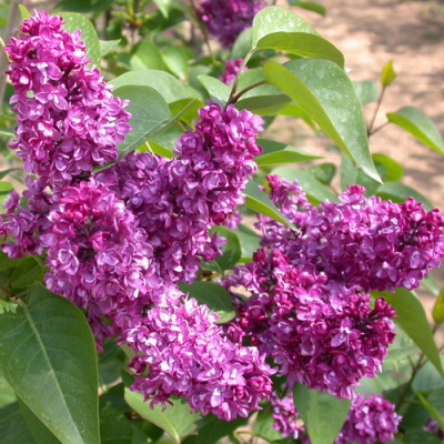 Syringa Charles Joly