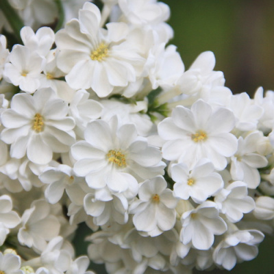 Syringa villosa Rochester