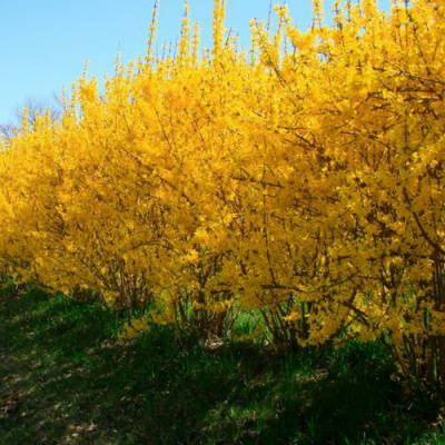 Forsythia Intermedia