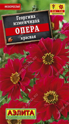 Георгина Опера красная