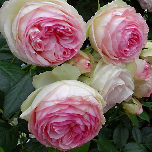 Rosa Grimpant Pier de Ronsard