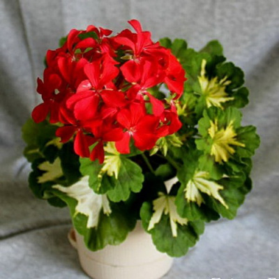 Пеларгония Toscana Happy Thought Red (зональная)
