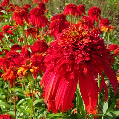 Echinacea Hot Papaya_4