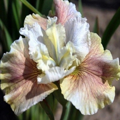 Iris sibirica Wynne Magnolia