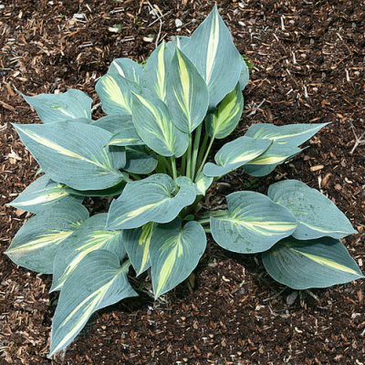 Hosta Party Popper