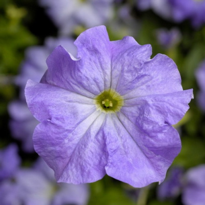 Petunia Festival  Sky Blue