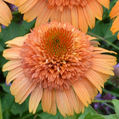 Echinacea Supreme™ Cantaloupe