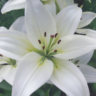 Lilium Yeti
