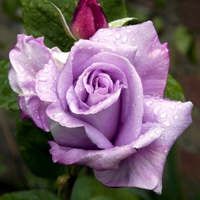 Rosa Blue Moon