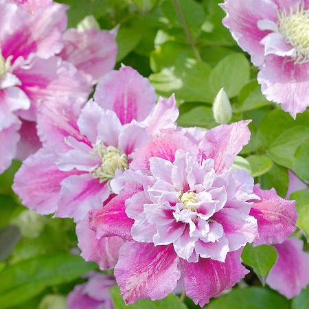 Clematis Piilu3