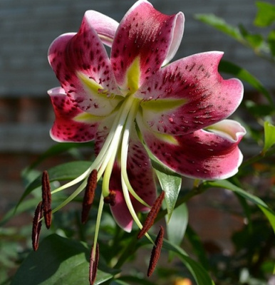 Lilium Miss Feya