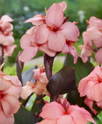 Canna Shining Peach1