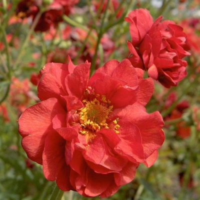 Geum chiloense Mrs. Bradshaw