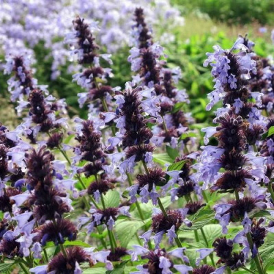 Nepeta manchuriensis 