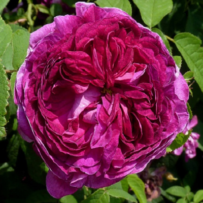 Rosa Charles de Mills