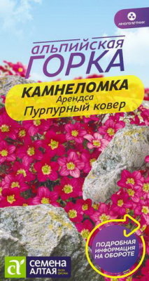 Камнеломка Пурпурный Ковер