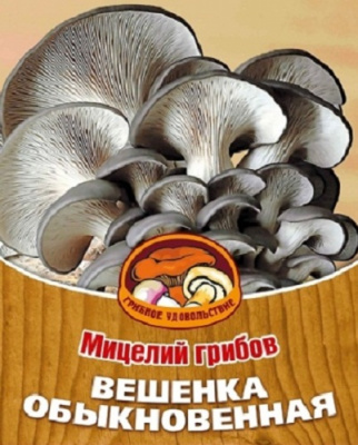 Гриб Вешенка