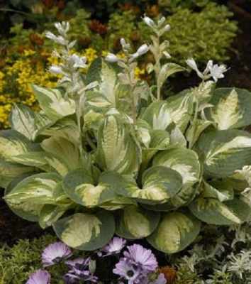 Hosta Popcorn