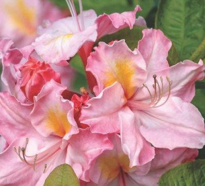 Azalea Cecile