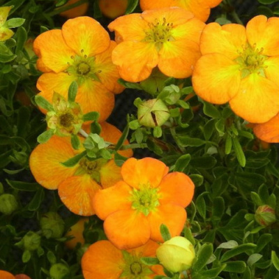Potentilla Bella Sol