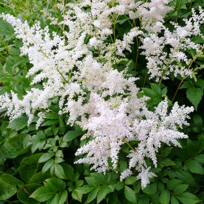 Astilbe Gladstone