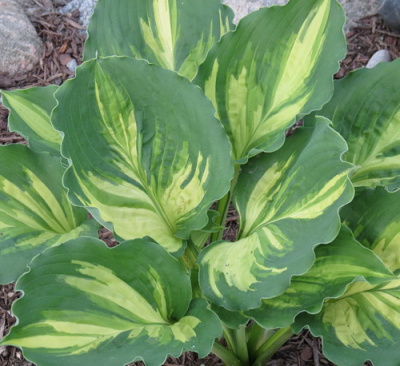 Hosta Lakeside Paisley Print